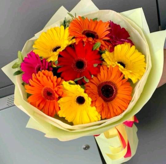 9 гербер 9 гербер