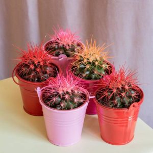 Cactus colored