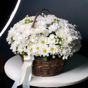 51 white chrysanthemums in a basket